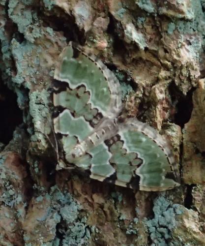 Colostygia pectinataria